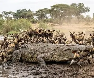 مستند حیات وحش؛ سگ های وحشی؛ کروکودیل