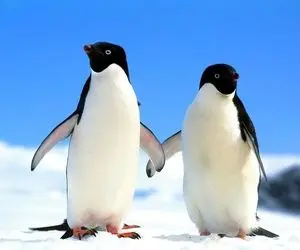 بدایع حیات وحش/کت واک پنگوئن ها در مقابل عکاسان روی پیست یخ