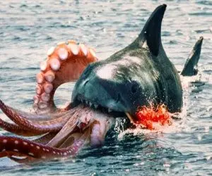 وحوش اقیانوس؛ کوسه سفاک وسط دریا کله اختاپوس نازنازیو از جا کند پاهاشو بلعید