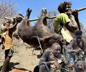 کباب خوک؛ بربرهای قبیله هذابه خوک کثیف پر مو رو بدون پوست کندنو شستن کباب زدن