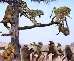 بدایع حیات وحش؛ بابون سخیف توله پلنگو دزدید تمساح بخوره پلنگ سفاک خانوادشو شرحه کرد