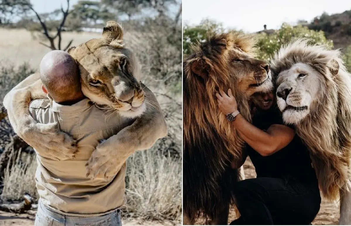 lion friendly with human shayanews