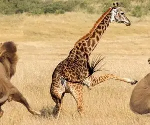 نبض وحش؛ شیر افتاده دنبال زرافه شماره بده هرچی پا میزنه نمیرسه