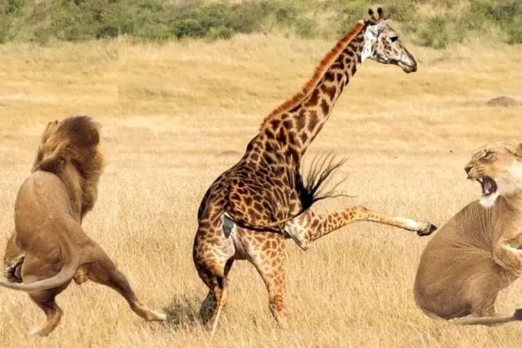 نبض وحش؛ شیر افتاده دنبال زرافه شماره بده هرچی پا میزنه نمیرسه