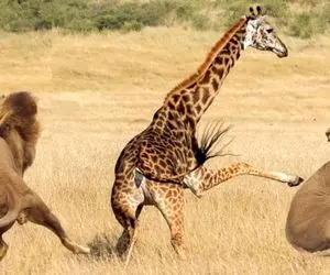 نبض وحش؛ شیر افتاده دنبال زرافه شماره بده هرچی پا میزنه نمیرسه