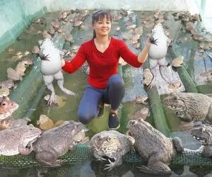 فراوری قورباغه؛ خانوم خوش وجود تایلندی عجب قورباغه های گوشتی تپلی پرورش می دهد
