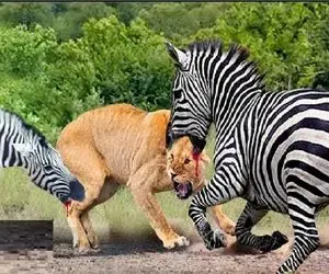 شاهکار حیات وحش؛ حمله متقابل خر راه راه طعم شکست را به شیر میخوراند