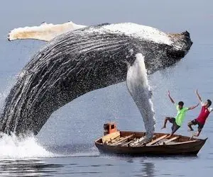 وحوش اقیانوس؛ نهنگ غول پیکر کشتی ماهیگیری رو منهدم کرد ماهیگیرارو بلعید