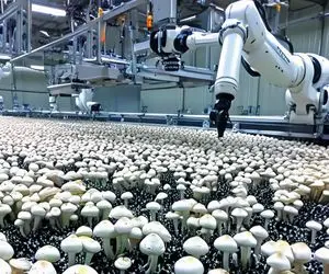 کشاورزی نوین؛ ربات کشاورز ساختن روزانه 816 میلیون پوند قارچ برداشت میکنه همه سالم