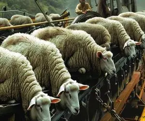 کارخانه حیوانات؛ با تزریق ژن خرس گوسفند تولید کردن هر یکی هرکول به قامت گریزلی