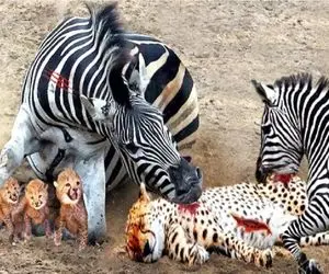 مستند حیات وحش/گورخر بعد از شکار میره بالاسر پلنگ تا براش فاتحه بخونه