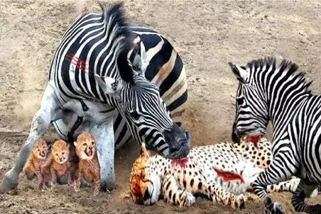 مستند حیات وحش/گورخر بعد از شکار میره بالاسر پلنگ تا براش فاتحه بخونه