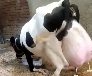 گاوهای باورنکردنی؛ این گاوها انقدر شیر دارن شوتی شدن حرکت نمایشی میزنن