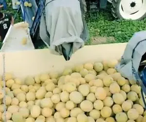 کشاورزی نوین؛ ماشینای پیشرفته جمع آوری طالبی از مزارع دیگه کسی با دست جمع نمیکنه