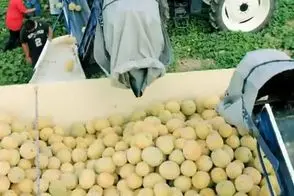 کشاورزی نوین؛ ماشینای پیشرفته جمع آوری طالبی از مزارع دیگه کسی با دست جمع نمیکنه