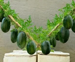 کشاورزی نوین؛ توی یونولیت با آبیاری قطره ای هندوانه کاشته هندونه هایی قرمز و شیرین