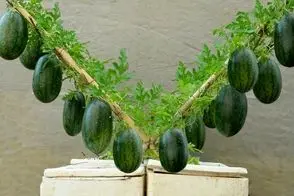 کشاورزی نوین؛ توی یونولیت با آبیاری قطره ای هندوانه کاشته هندونه هایی قرمز و شیرین