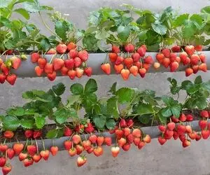 ایده های خلاقانه؛ باغچه نداری به جاش تو لوله های قطور آب توت فرنگی بکار محشر میشه