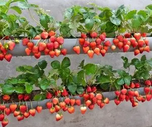 ایده های خلاقانه؛ باغچه نداری به جاش تو لوله های قطور آب توت فرنگی بکار محشر میشه