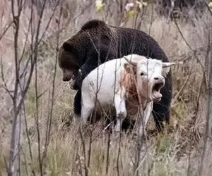 مستند حیات وحش؛ خرس سیاه گاو سفید دید دلش خواست