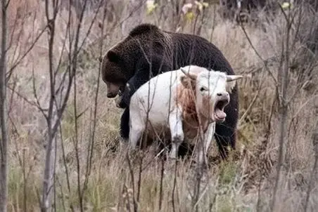 مستند حیات وحش؛ خرس سیاه گاو سفید دید دلش خواست