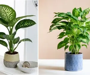 راهنمای نگهداری از گیاه دیفن باخیا / نکات مهم برای رشد مناسب و طراوات همیشگی