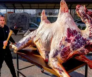 غذای غول پیکر؛ دنده شتر 10 تنی و باز کرد شکمشو پر کرد فویل پیچ انداخت تو آتیش