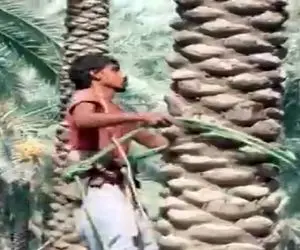 کشاورزی نوین؛ برگای قدیمی نخل رو جدا کردن تنه رو سمباده زدن سطحش شد صیقلی و پله پله