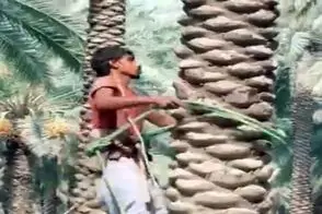 کشاورزی نوین؛ برگای قدیمی نخل رو جدا کردن تنه رو سمباده زدن سطحش شد صیقلی و پله پله