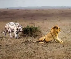 مستند حیات وحش؛ ببر سفید میپره به شیر تیکه پارش کنه هیچی جلودارش نیست