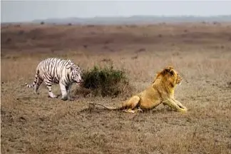 مستند حیات وحش؛ ببر سفید میپره به شیر تیکه پارش کنه هیچی جلودارش نیست