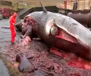 صحنه دهشتناک؛ نهنگ غولو آوردن ساحل از ترس سکته کرد منفجر شد رودش ریخت بیرون