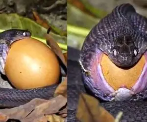 از جذابیت های حیات وحش؛ پیتون کله خر تخم شترمرغ رو درسته قورت داد دهنش پاره نشه