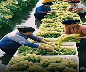 کشاورزی نوین؛ اتفاقی تو دریاچه بذر انگور ریختن انگور دراومده قد توپ کل دهات اومدن درو