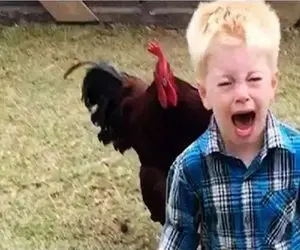 طنز حیات وحش / خروس ردی رو یهو جو میگیره میپره به بچه های طفل معصوم