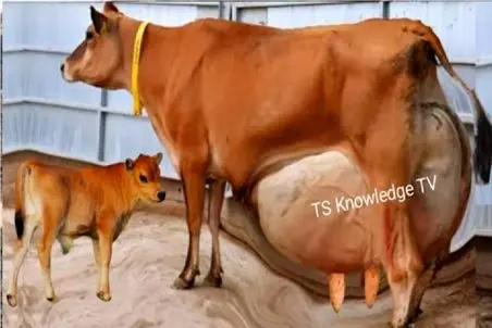 گاوهای باورنکردنی؛ گاو غول انقدر شیرش زیاده هرچی میدوشن جایگزین میشه سریع