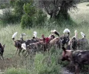 مستند حیات وحش؛ بچه ایمپالا پشت بوته استتار کرده بود که گیر کفتار بی صفت افتاد