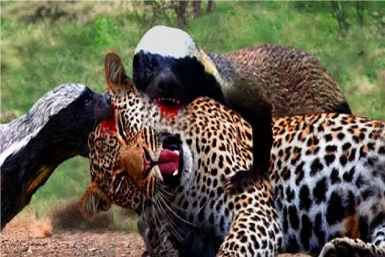 مستند حیات وحش؛ حمله گورکن عسل‌خوار شجاع به پلنگ برای نجات توله هایش