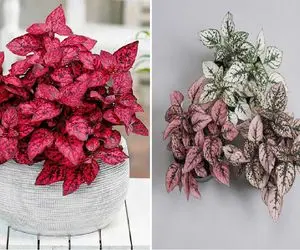 صفر تا صد نگهداری اصولی گل سنگ/ با این کارهای ساده گلتون همیشه سالم و زیبا می مونه