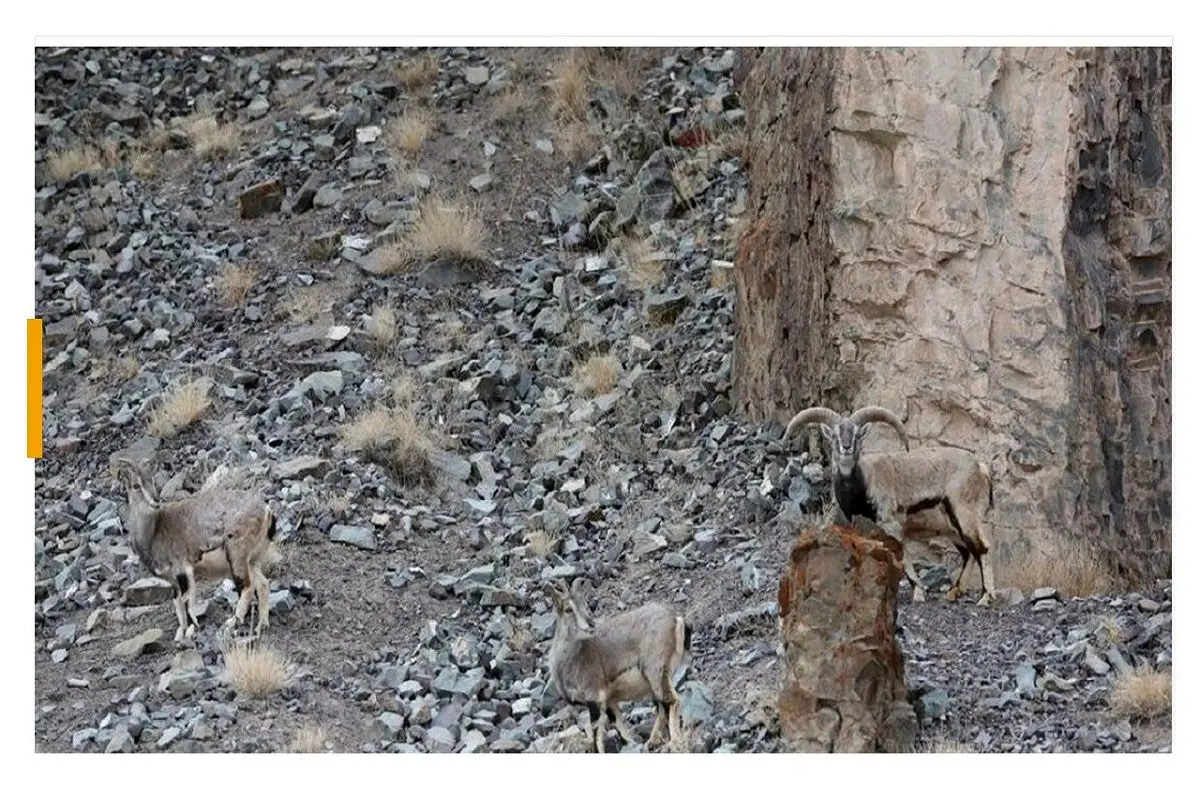 آزمون-تصویری-پلنگ-در-کمین-صید