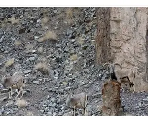 بازی فکری؛ فقط عقاب های تیز بین میتونن شکارچی بزهای کوهی رو پیدا کنن