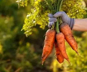 کاشت و برداشت خانگی؛ عشقت کشاورزیه جا نداری خیالی نیست تو کیسه هویج بکار بذار پشت بوم