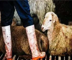 (جدول) قیمت دام زنده امروز ۲۷ دی ۱۴۰۳/ نرخ‌ها در خراسان رضوی بالا رفت 