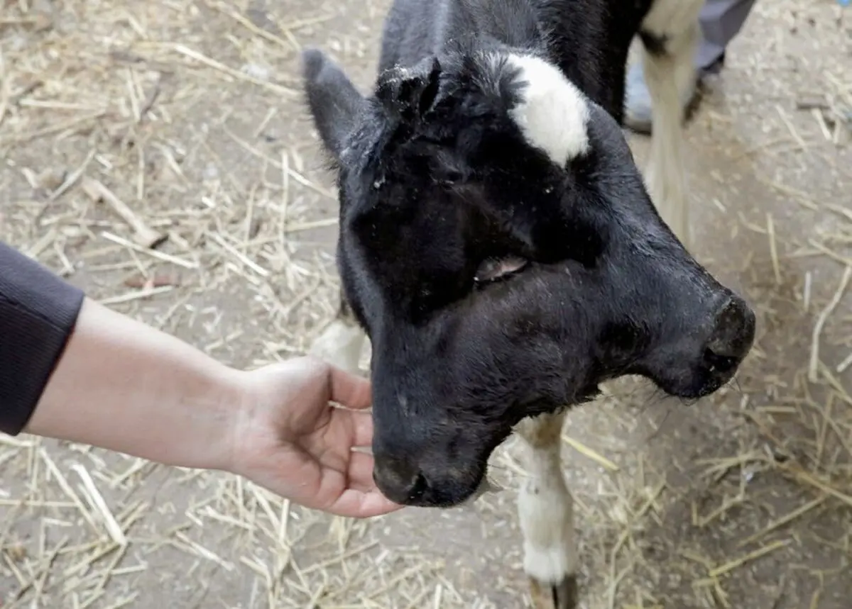 SEI75596163