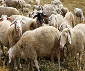 قیمت دام زنده امروز ۲۱ اردیبهشت ۱۴۰۵ + جدول