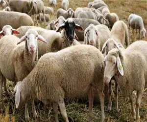 قیمت دام زنده امروز ۲۱ اردیبهشت ۱۴۰۵ + جدول