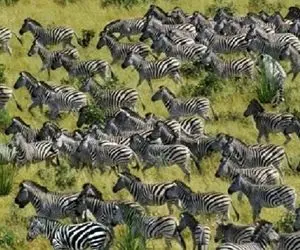 بازی فکری؛ میتونی یک ببر پنهان شده راو بین گورخرهای راه راه در حال دویدن پیدا کنید؟