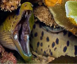 دنیای آبزیان؛ مارماهی موذی قلدر محل شده آسایش یه اقیانوس و بهم ریخته 