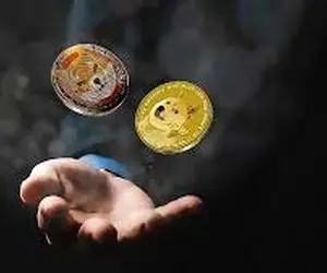 جنجال بین شیبااینو و دوج کوین!