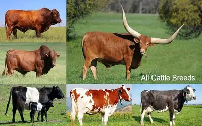 گاوهای باورنکردنی؛ کلیه نژادهای گاو که روی زمین وجود دارند با ظاهر متفاوت و عجیب